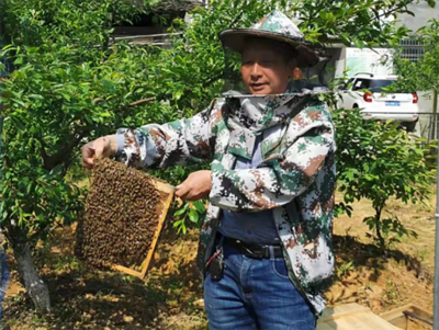農村實用人才帶頭人丨典型案例(54)葉必得:醫道養蜂出深山品牌
